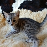 Mau, Silver, Male #1, DOB 9-28-19