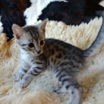 Mau, Silver, Male #1, DOB 9-28-19