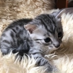 Mau, Silver, Male #1, DOB 9-28-19