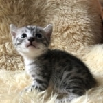 Mau, Silver, Male #1, DOB 9-28-19