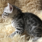 Mau, Silver, Male #1, DOB 9-28-19