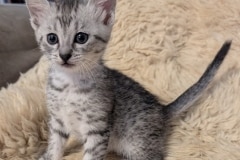 Egyptian Mau Silver Male Kitten #1 DOB 9-30-25