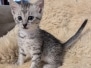 Egyptian Mau Silver Male Kitten #1 DOB 9-30-25