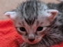 Egyptian Mau Silver Male Kitten #1 DOB 9-30-25