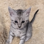 Silver-Mau-Male-Kitten-