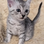 Silver-Mau-Male-Kitten-a