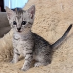 Silver-Mau-Male-Kitten-b
