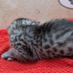 Silver-Mau-kitten-a