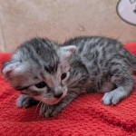 Silver-Mau-kitten-b