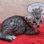 Silver-Mau-kitten-c