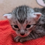 Silver-Mau-kitten-e