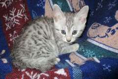 Little Boy, Egyptian Mau, Silver, Male #1 Light DOB 1-22-17