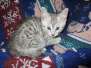 Little Boy, Egyptian Mau, Silver, Male #1 Light DOB 1-22-17