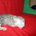 Egyptian Mau, Silver, Male #1 DOB 1-22-17