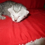 Egyptian Mau, Silver, Male #1 DOB 1-22-17