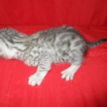 Egyptian Mau, Silver, Male #1 DOB 1-22-17