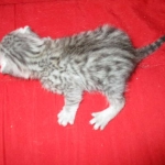 Egyptian Mau, Silver, Male #1 DOB 1-22-17