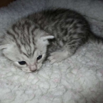 Egyptian Mau, Silver, Male #1 DOB 1-22-17