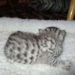 Egyptian Mau, Silver, Male #1 DOB 1-22-17