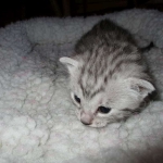 Egyptian Mau, Silver, Male #1 DOB 1-22-17