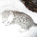Egyptian Mau, Silver, Male #1 DOB 1-22-17