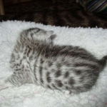 Egyptian Mau, Silver, Male #1 DOB 1-22-17