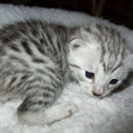 Egyptian Mau, Silver, Male #1 DOB 1-22-17