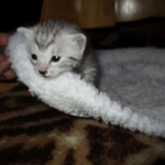 Egyptian Mau, Silver, Male #1 DOB 1-22-17