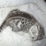 Egyptian Mau, Silver, Male #1 DOB 1-22-17