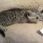 Egyptian Mau, Silver, Male #1 DOB 1-22-17