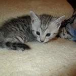 Egyptian Mau, Silver, Male #1 DOB 1-22-17