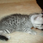 Egyptian Mau, Silver, Male #1 DOB 1-22-17