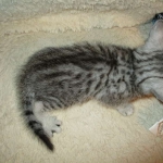 Egyptian Mau, Silver, Male #1 DOB 1-22-17