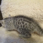 Egyptian Mau, Silver, Male #1 DOB 1-22-17