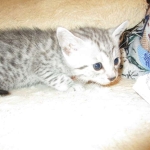 Egyptian Mau, Silver, Male #1 DOB 1-22-17