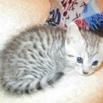 Egyptian Mau, Silver, Male #1 DOB 1-22-17