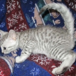 Egyptian Mau, Silver, Male #1 DOB 1-22-17
