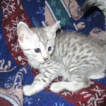 Egyptian Mau, Silver, Male #1 DOB 1-22-17