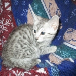 Egyptian Mau, Silver, Male #1 DOB 1-22-17