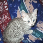 Egyptian Mau, Silver, Male #1 DOB 1-22-17