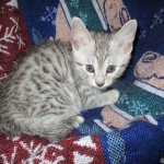 Egyptian Mau, Silver, Male #1 DOB 1-22-17