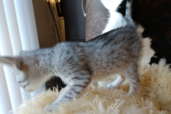 Frank, Egyptian Mau, Silver, Male #1, DOB 9-15-19