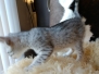 Frank, Egyptian Mau, Silver, Male #1, DOB 9-15-19