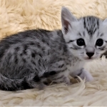 Frank, Egyptian Mau, Silver, Male #1, DOB 9-15-19