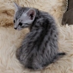 Frank, Egyptian Mau, Silver, Male #1, DOB 9-15-19