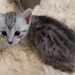 Frank, Egyptian Mau, Silver, Male #1, DOB 9-15-19