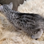 Frank, Egyptian Mau, Silver, Male #1, DOB 9-15-19