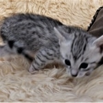 Frank, Egyptian Mau, Silver, Male #1, DOB 9-15-19