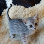 Frank, Egyptian Mau, Silver, Male #1, DOB 9-15-19