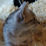 Frank, Egyptian Mau, Silver, Male #1, DOB 9-15-19